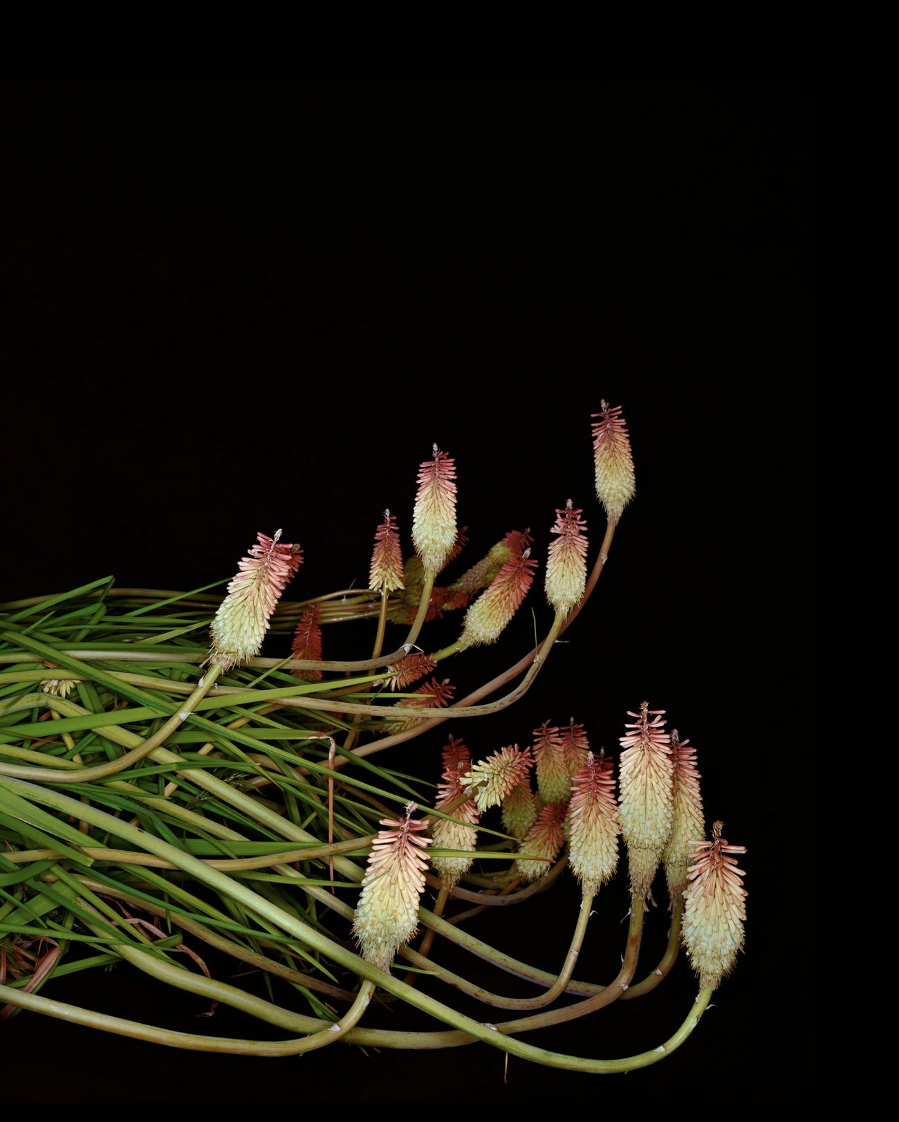 Sarah Jones – Gazing Ball